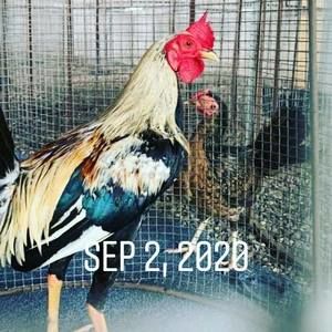 Meet your Posher, Gallo